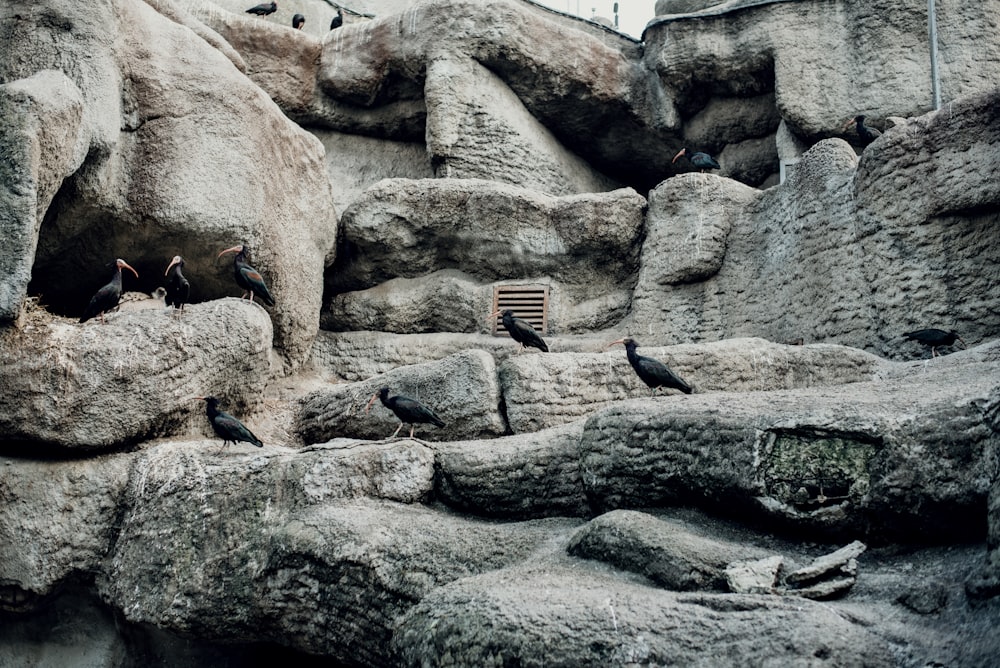 a group of birds sitting on a rock formation