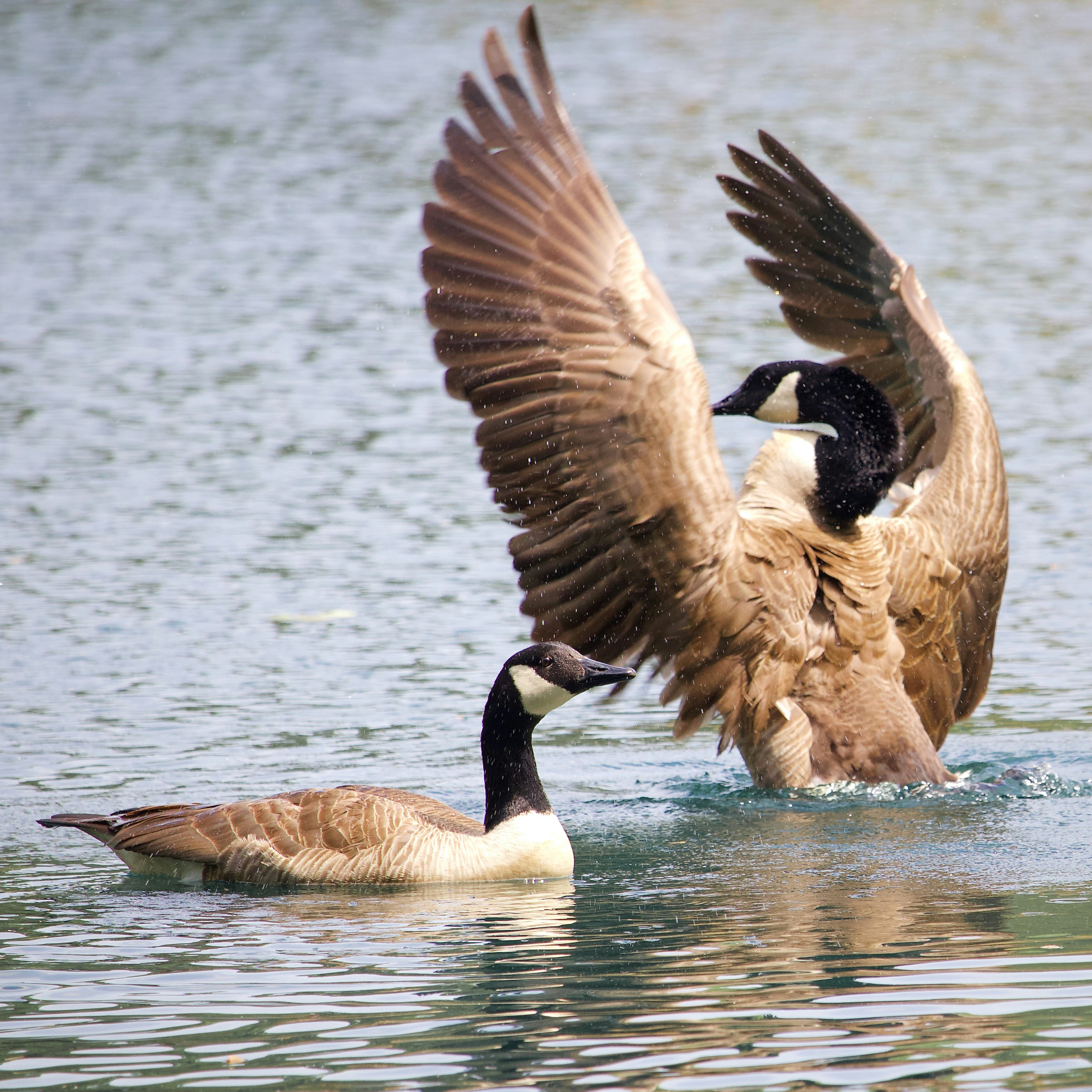 two geese in the water with their wings spread