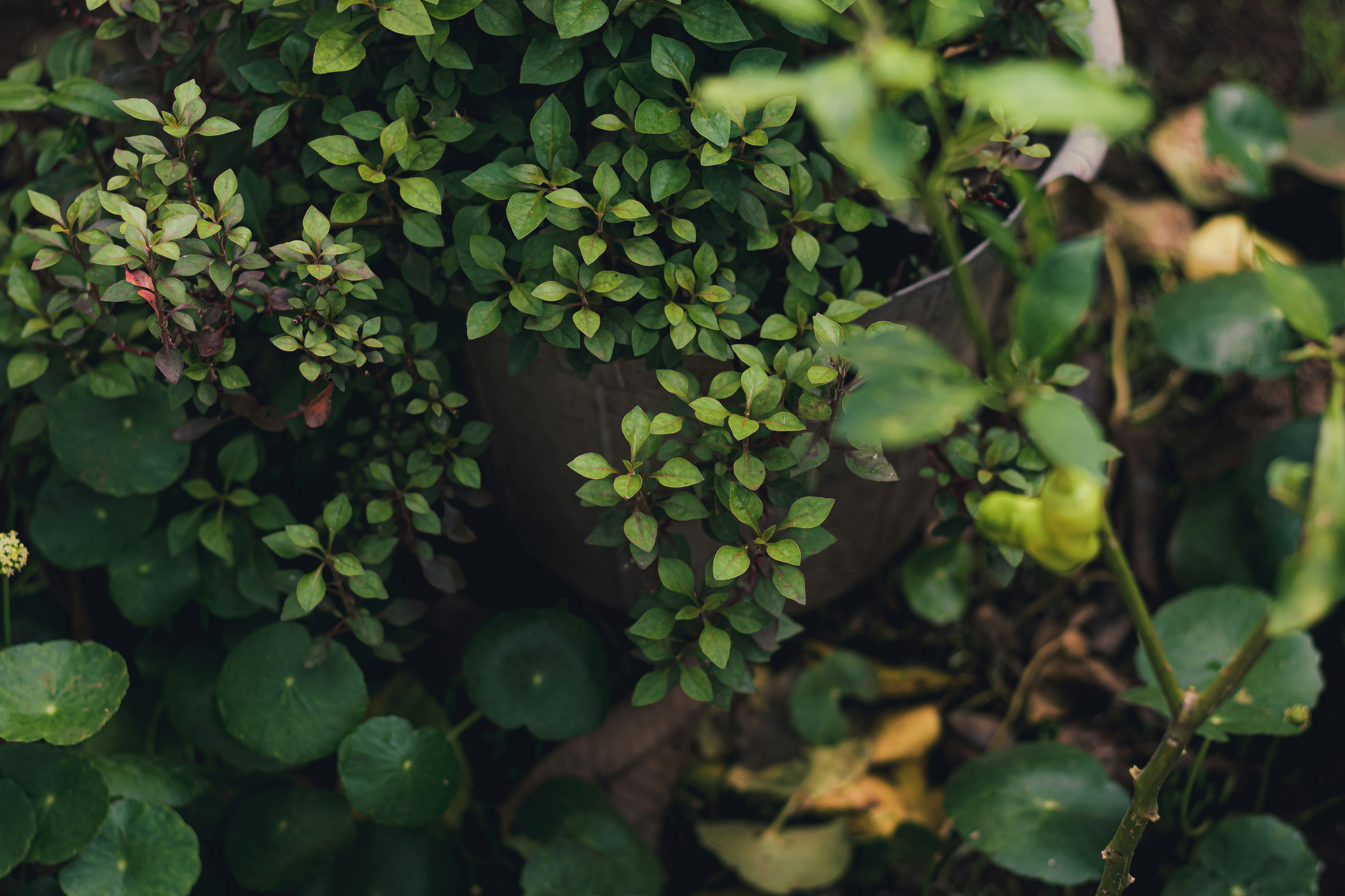 Photo by dhilipantony