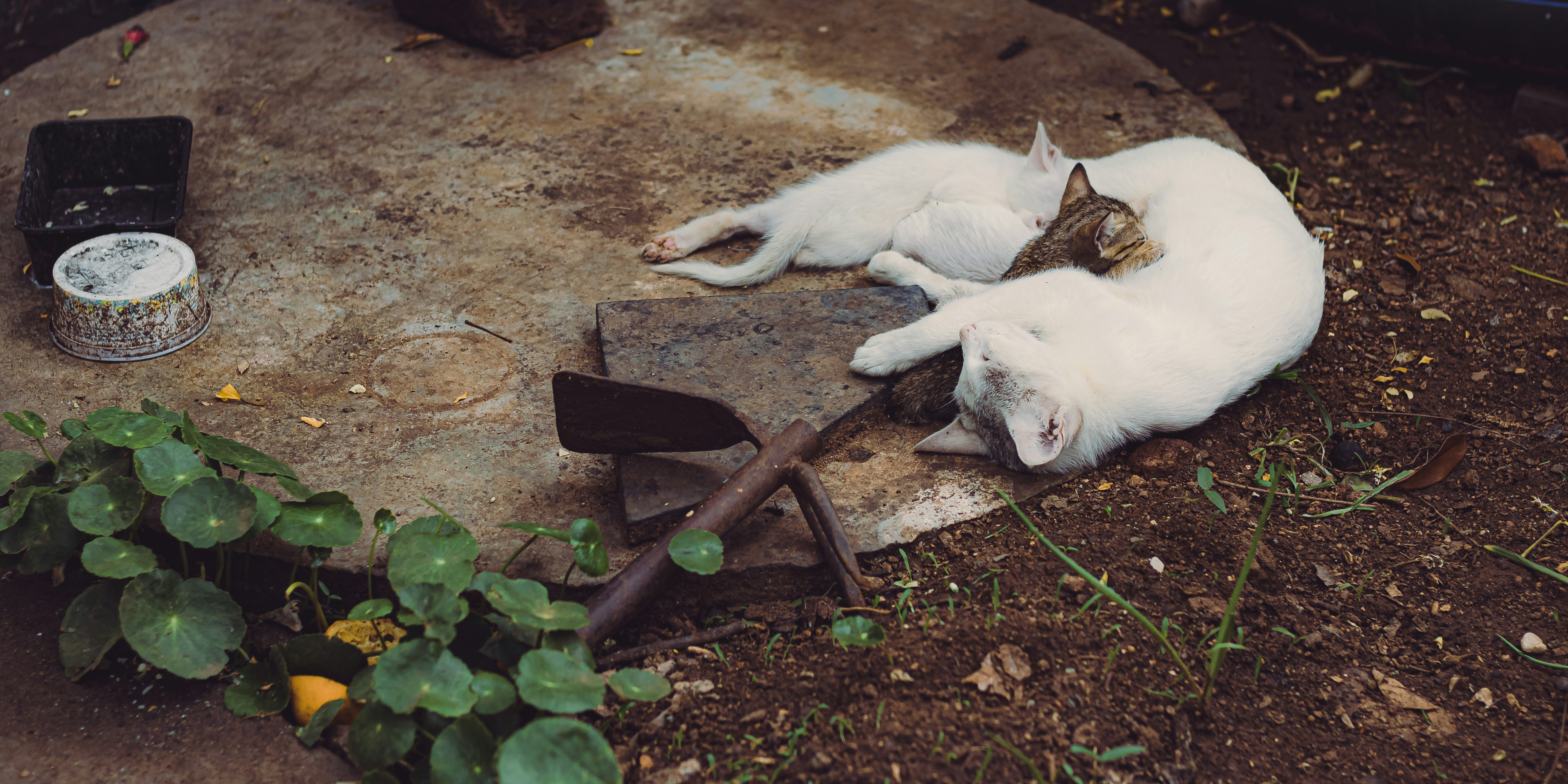 a couple of cats laying on top of a cement slab