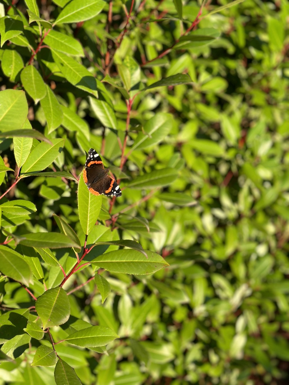 Una mariposa sentada en la cima de un árbol frondoso verde
