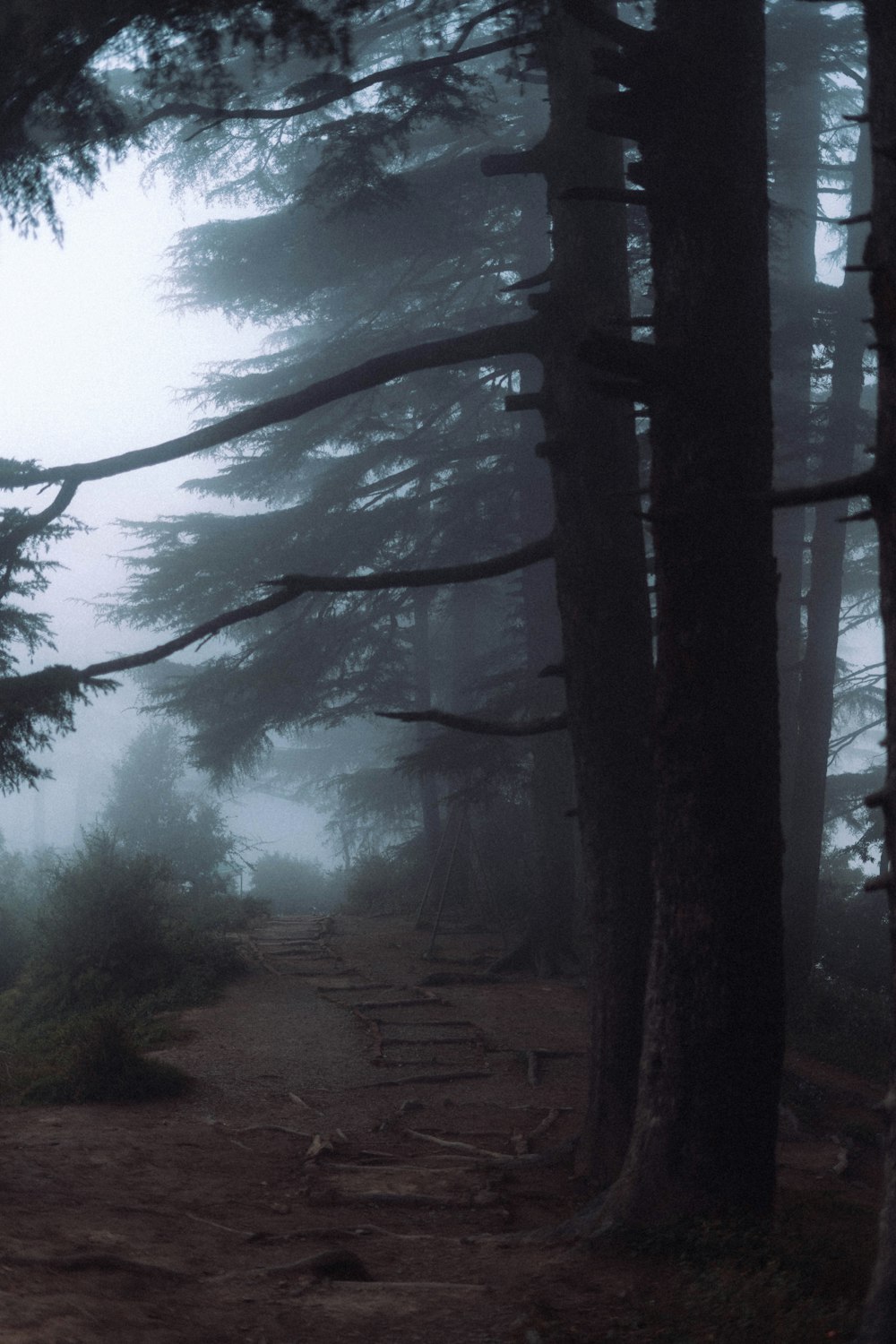a foggy path in the woods on a foggy day