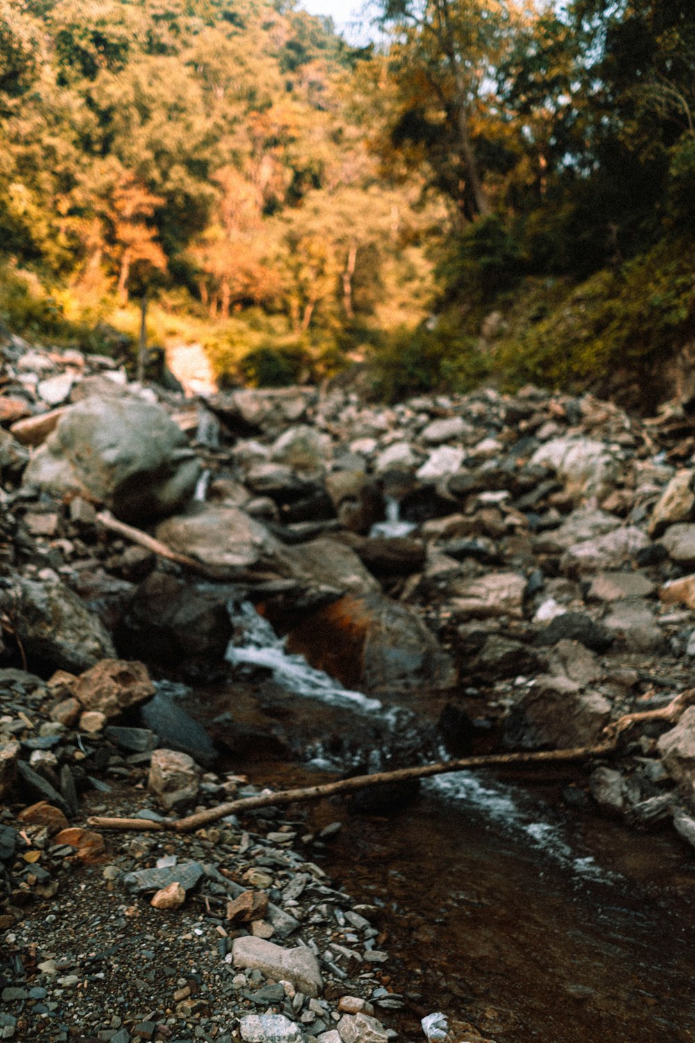 a stream running through a forest filled with rocks