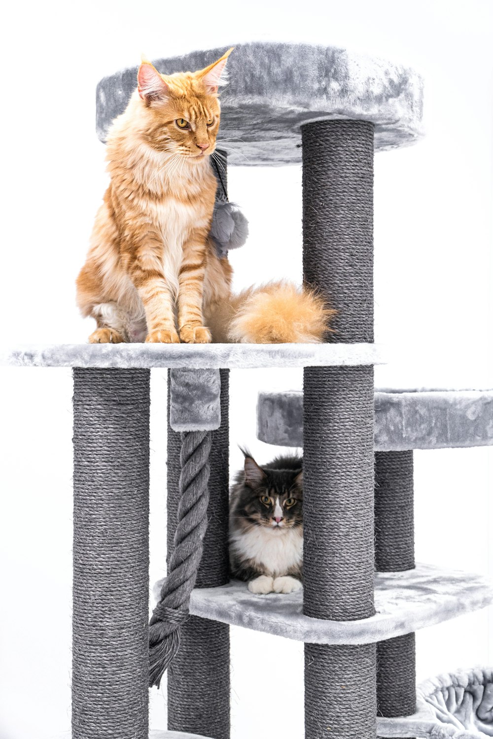 two cats sitting on top of a cat tree