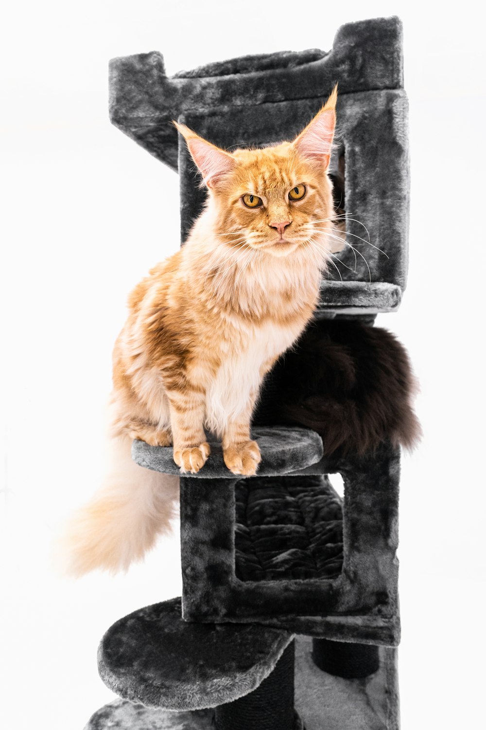 a cat sitting on top of a cat tree