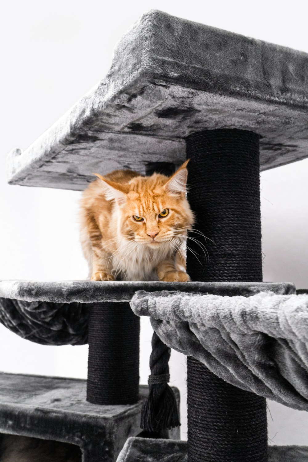 a cat sitting on top of a cat tree