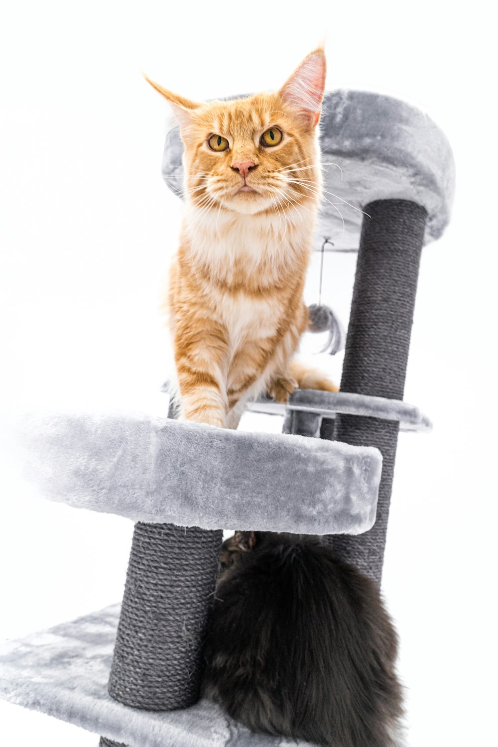 a cat sitting on top of a cat tree