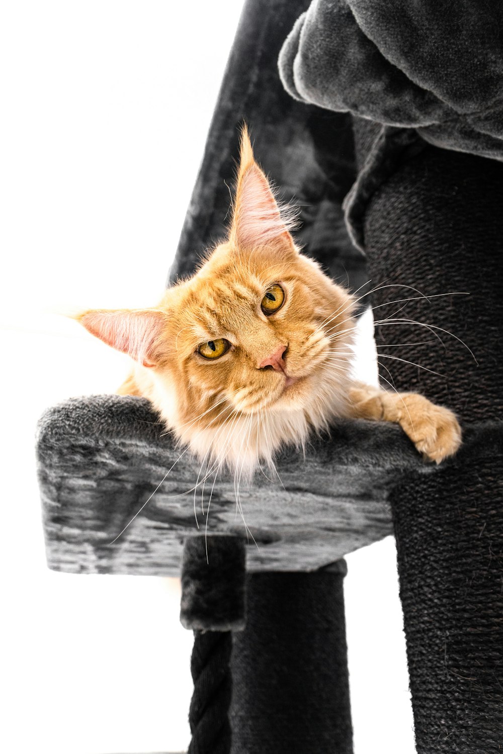 a cat laying on top of a wooden bench