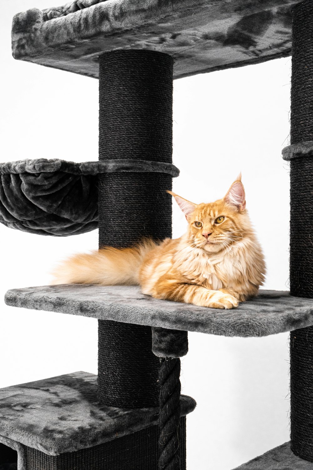 a cat laying on top of a cat tree