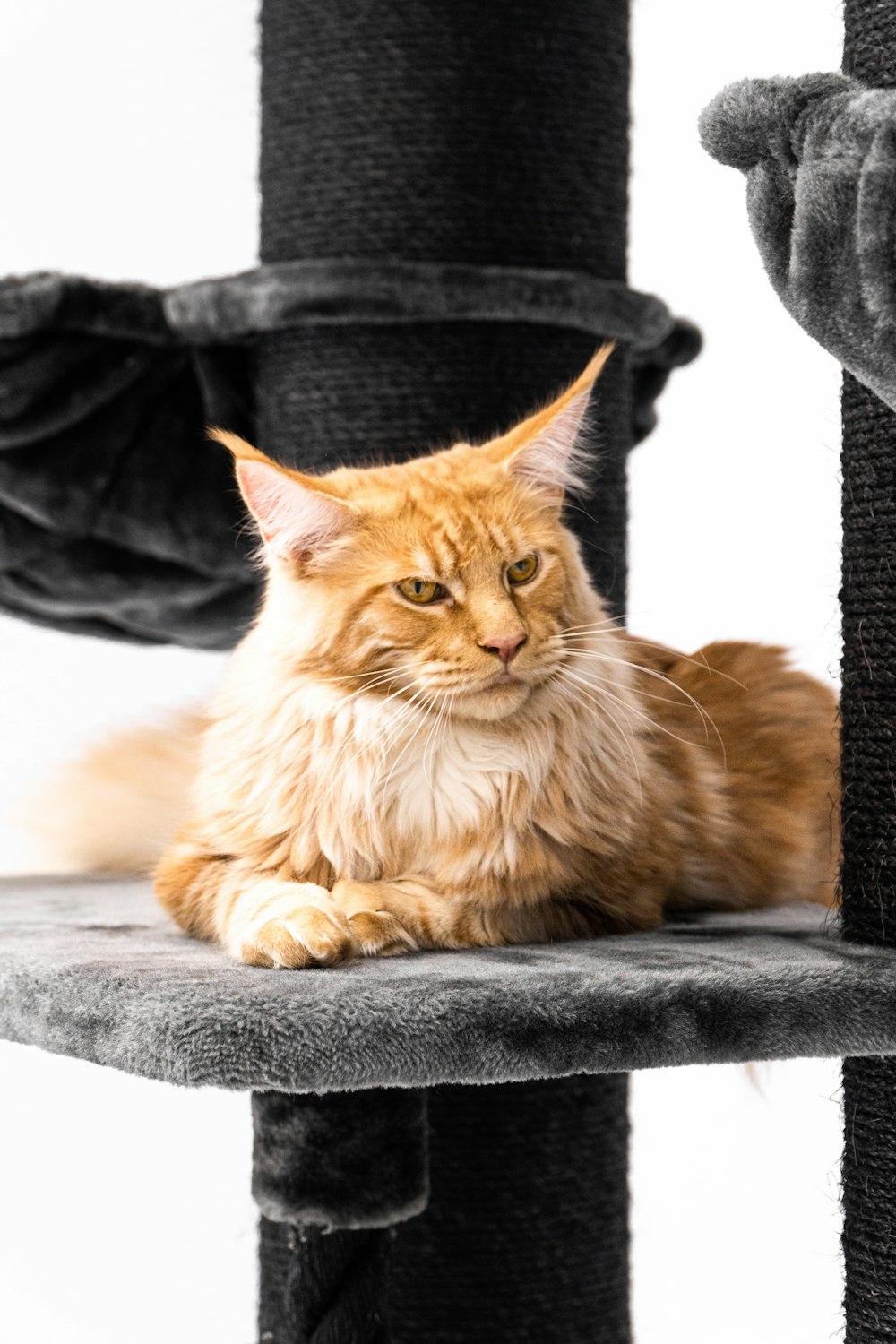 a cat laying on top of a cat tree