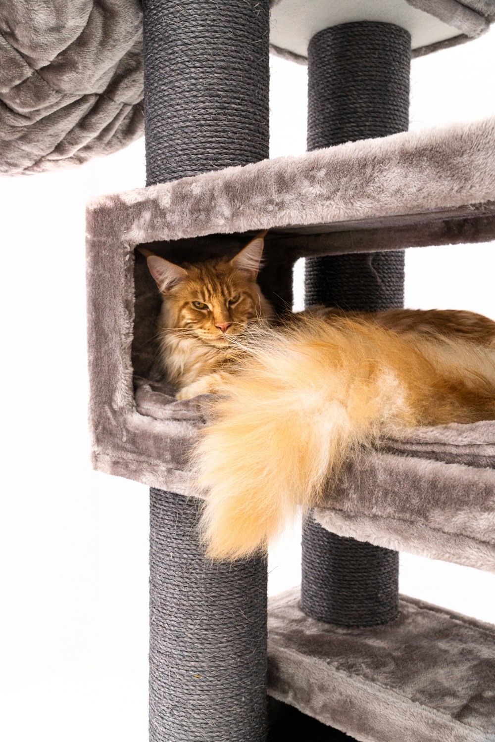 a cat laying on top of a cat tree