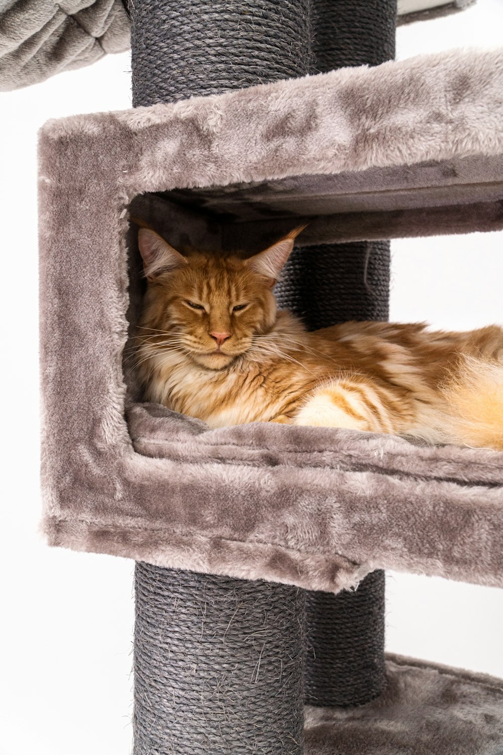 a cat laying on top of a cat tree