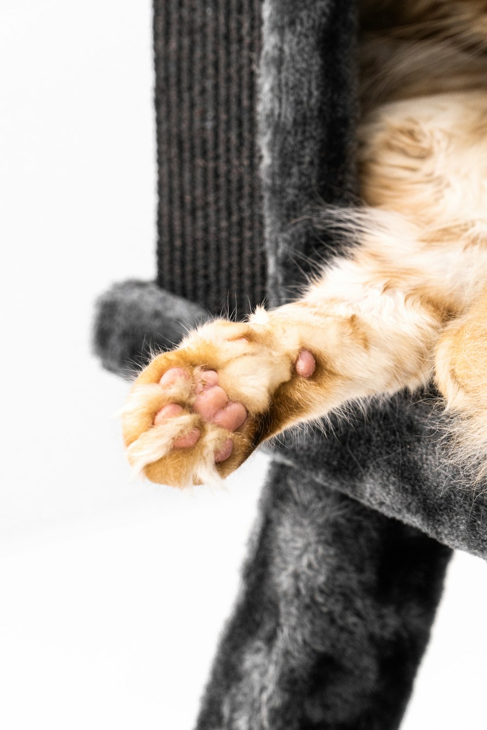 a close up of a cat laying on a cat tree