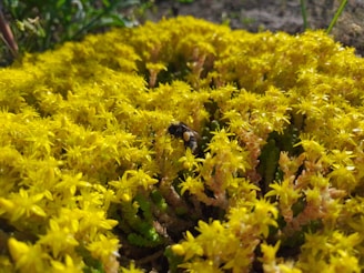 A close-up of a bee gently landing on a vibrant flower, highlighting the all-natural aspect.