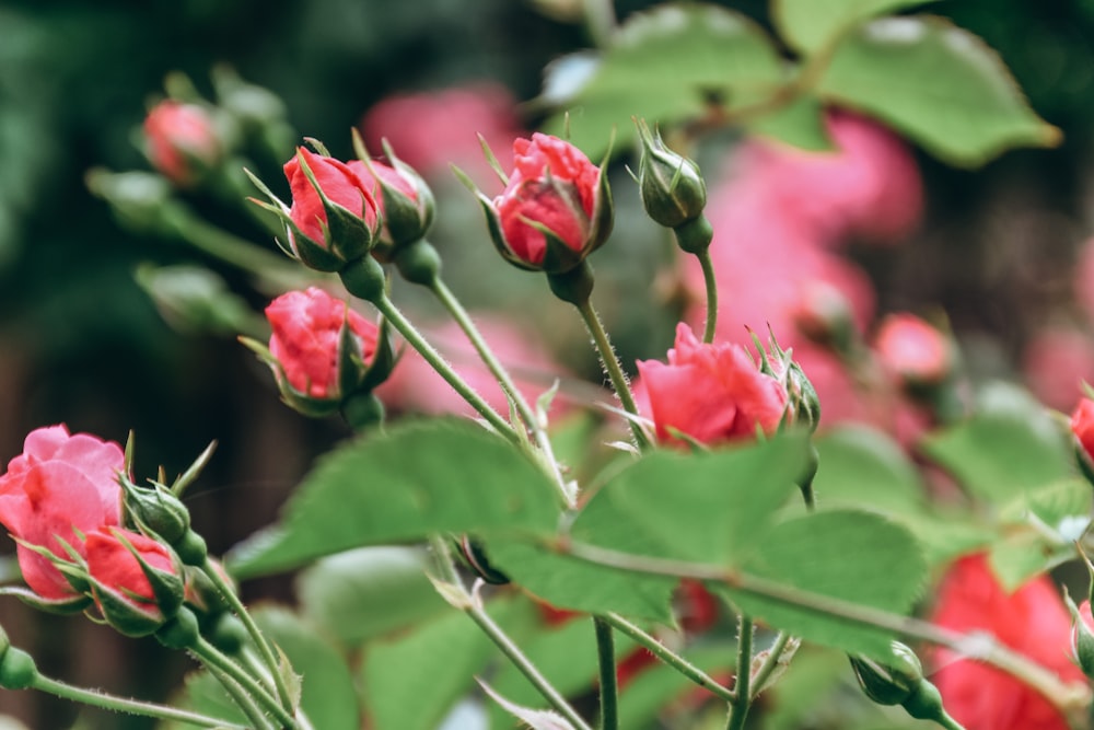 a bunch of red flowers with green leaves