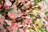 a bunch of flowers that are on a tree