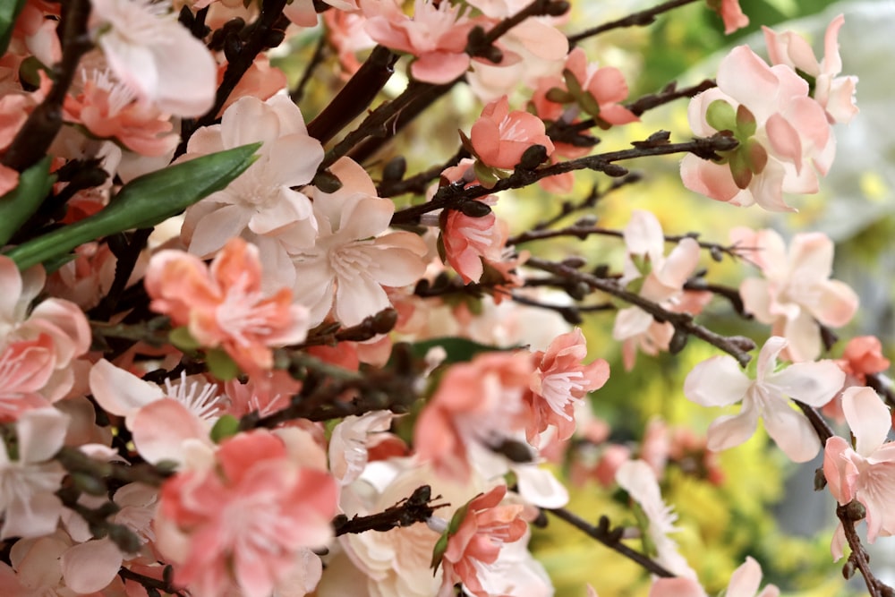 a bunch of flowers that are on a tree