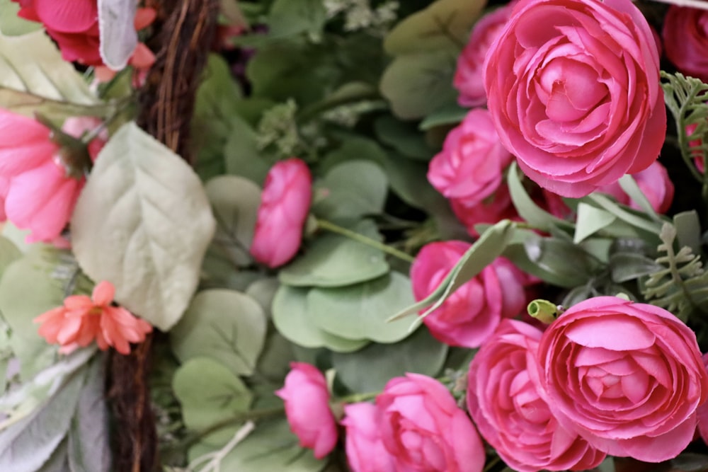 a close up of a bunch of pink flowers