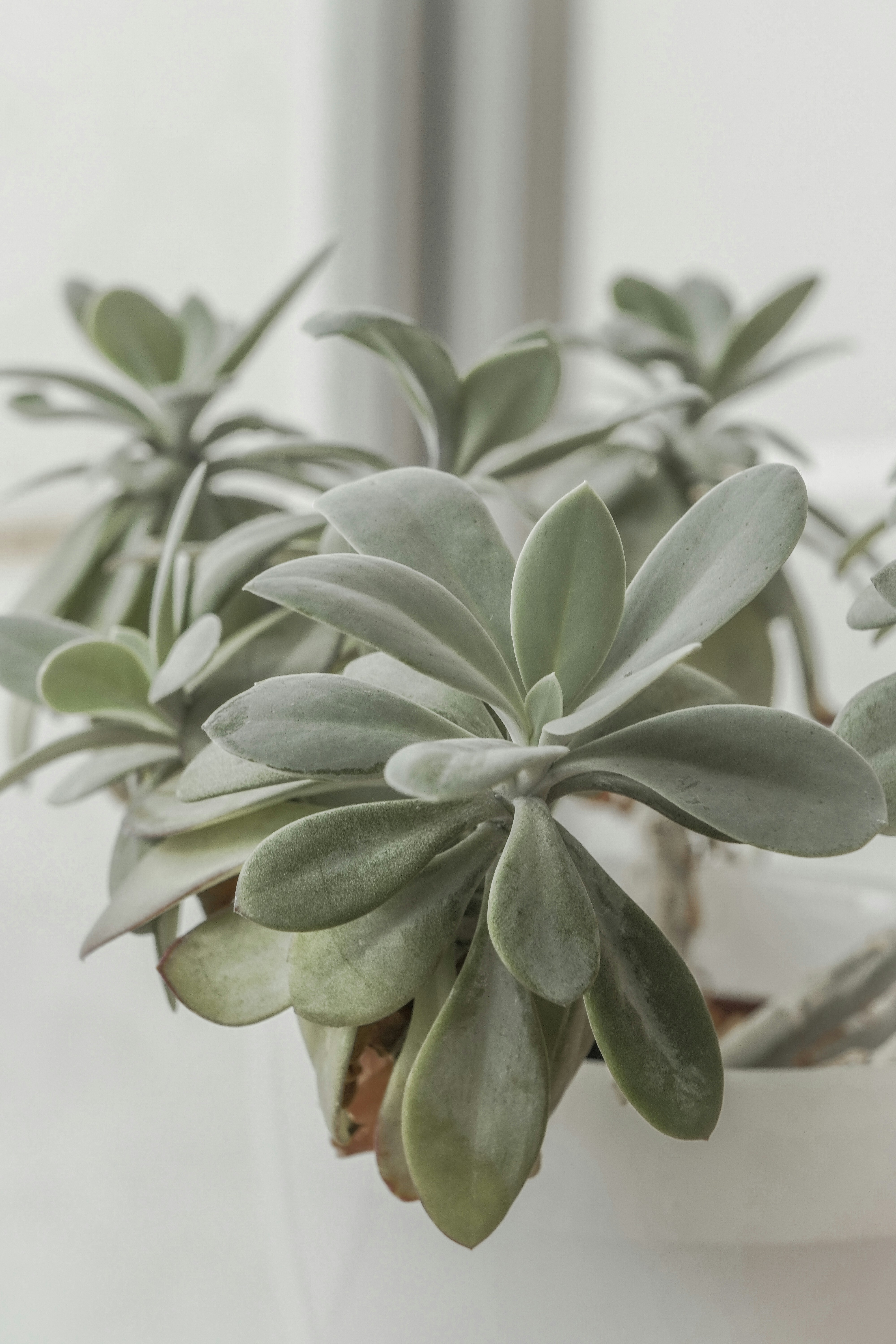 The Best LED Grow Lights for Rare Succulents