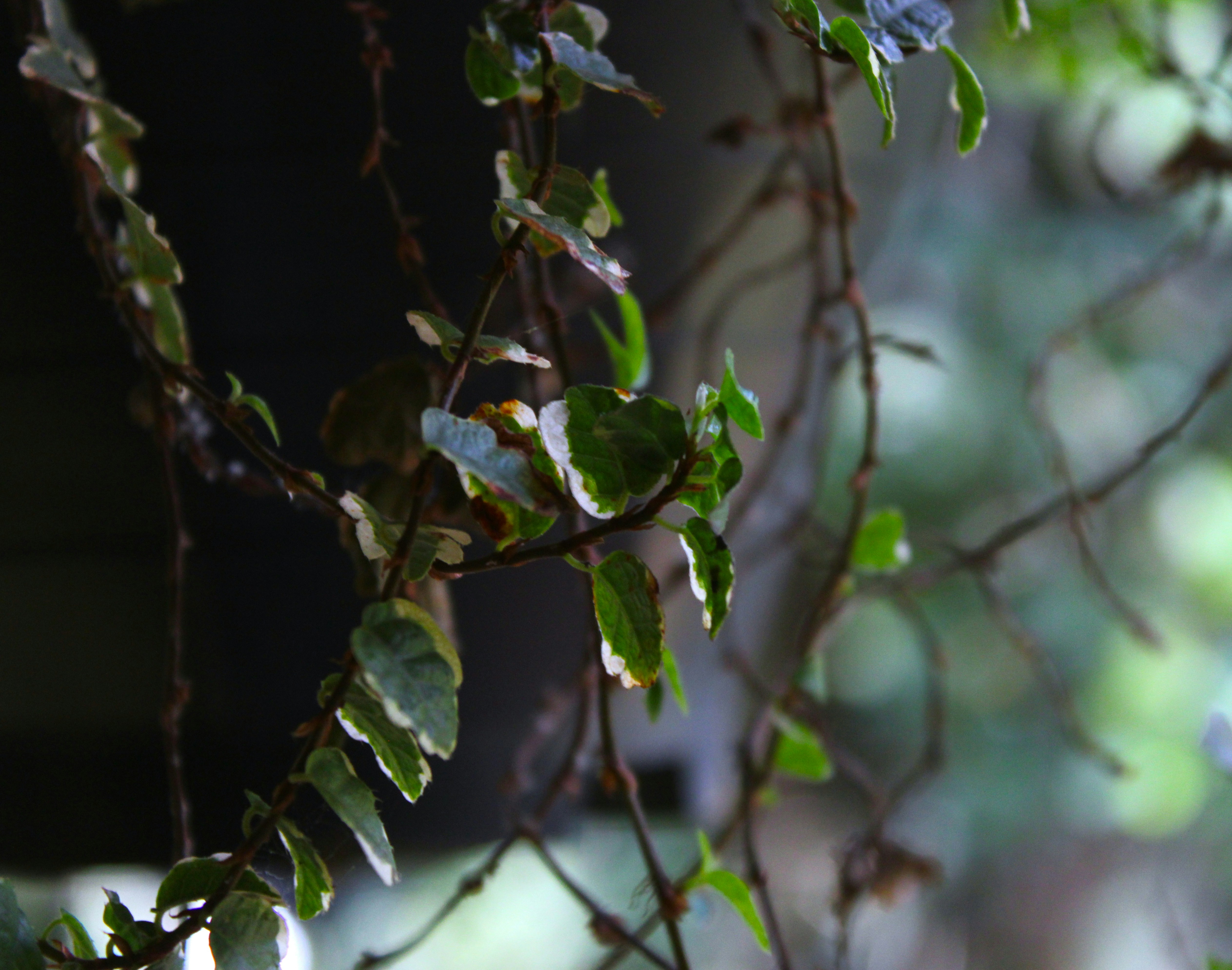 Photo by kadhmz