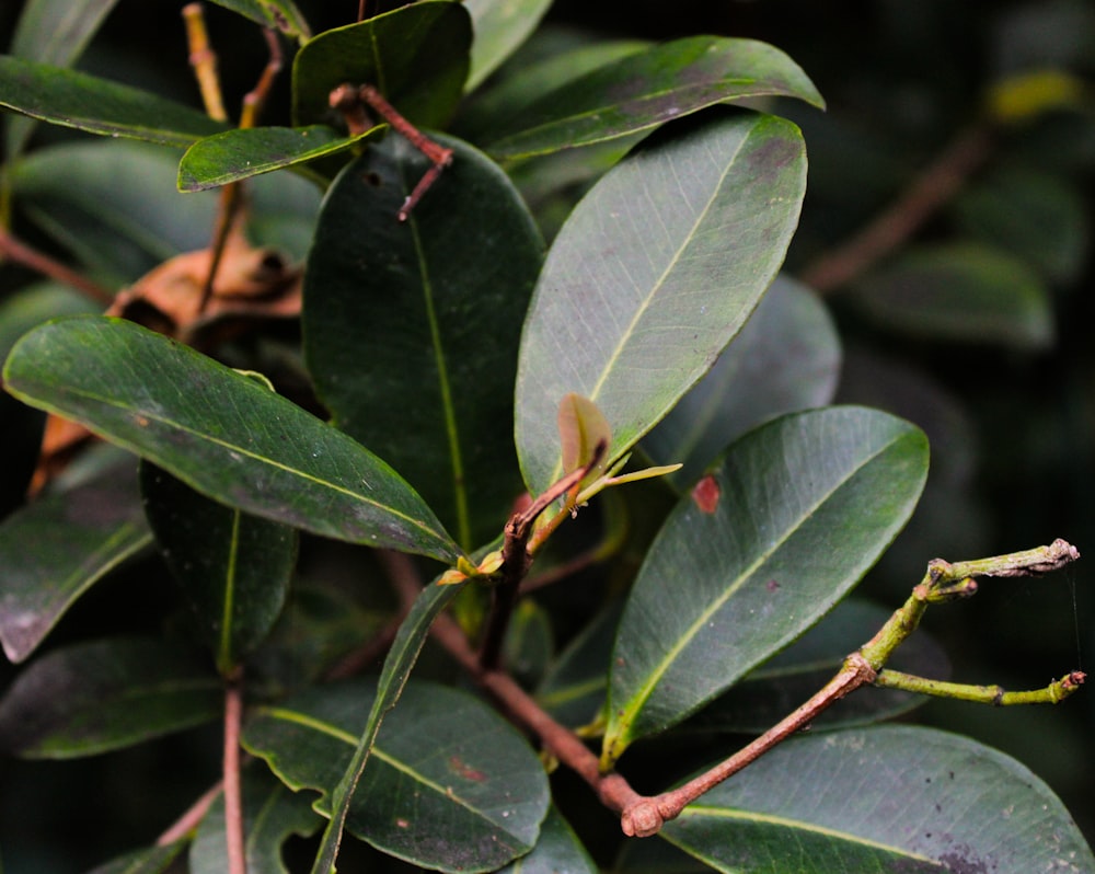 a close up of a tree with leaves