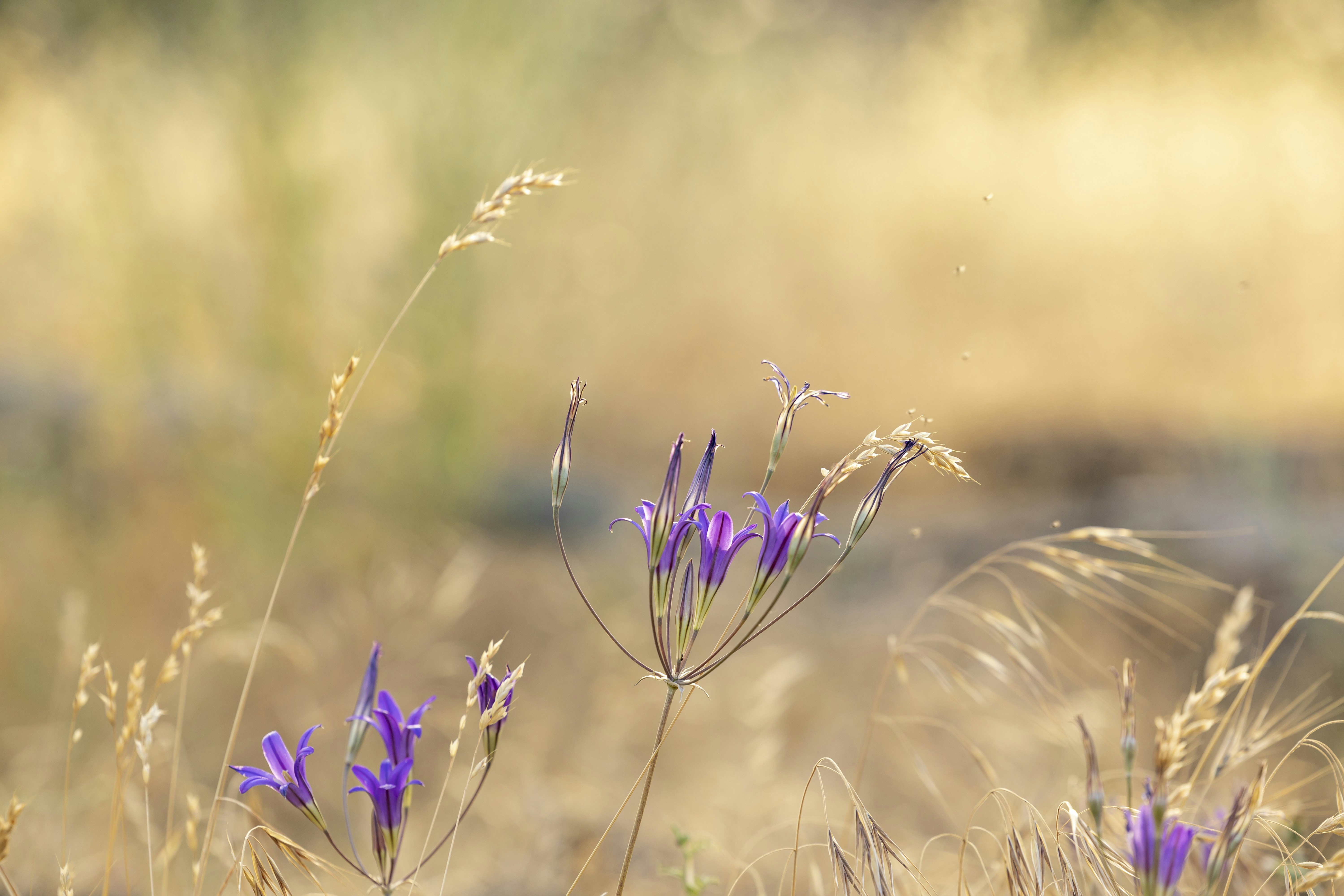 Photo by leo_visions_