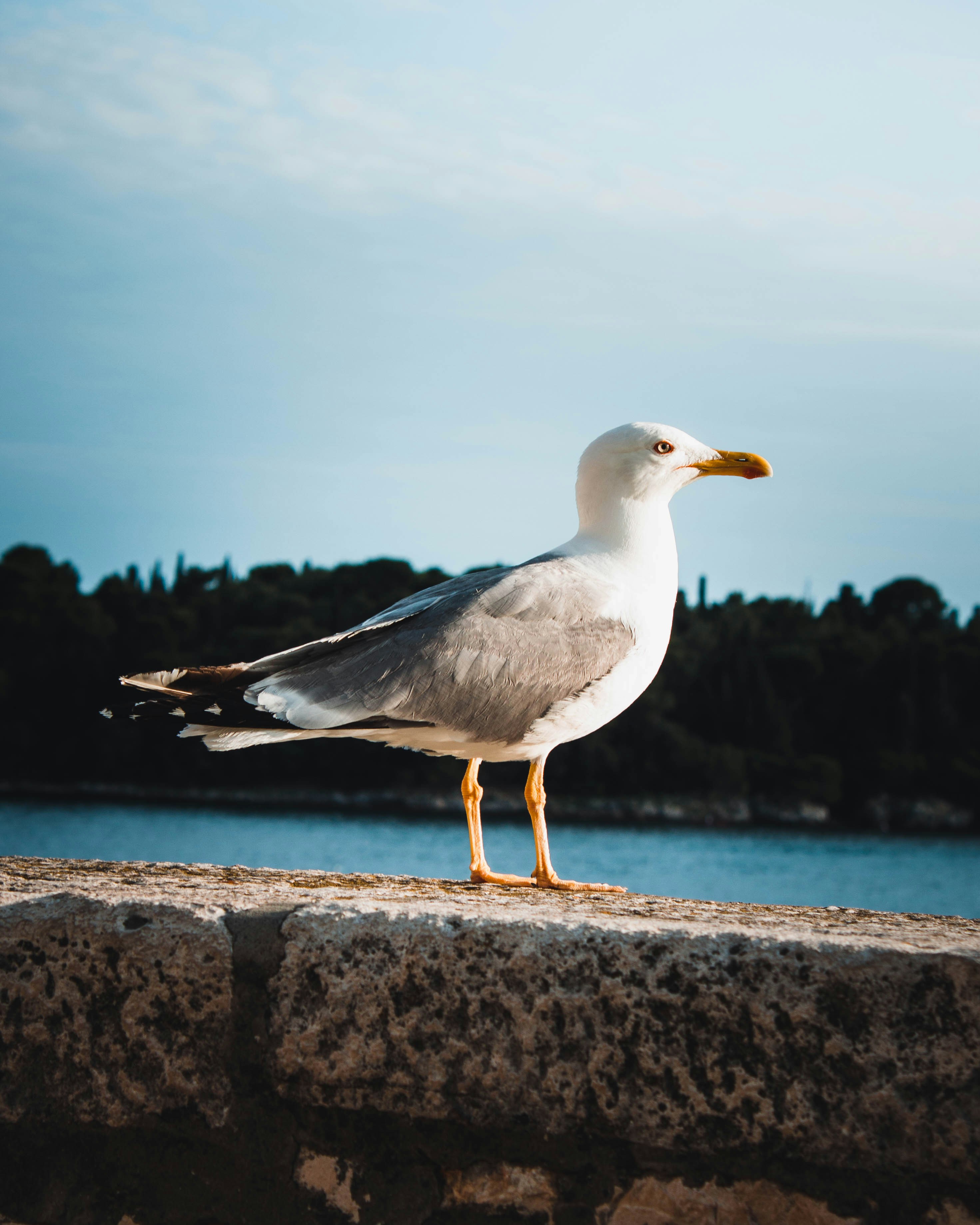 Photo by puskas_dominik