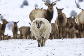 A group of animals is standing on a snow-covered field. The foreground features a sheep walking towards the camera, with its thick woolly coat covered in specks of snow. In the background, a herd of deer with antlers is standing and facing towards the viewer.