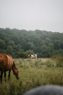 A grassy field with two animals grazing, including a brown horse in the foreground and a black-and-white cow in the background. The field is surrounded by dense, lush green forest under an overcast sky.