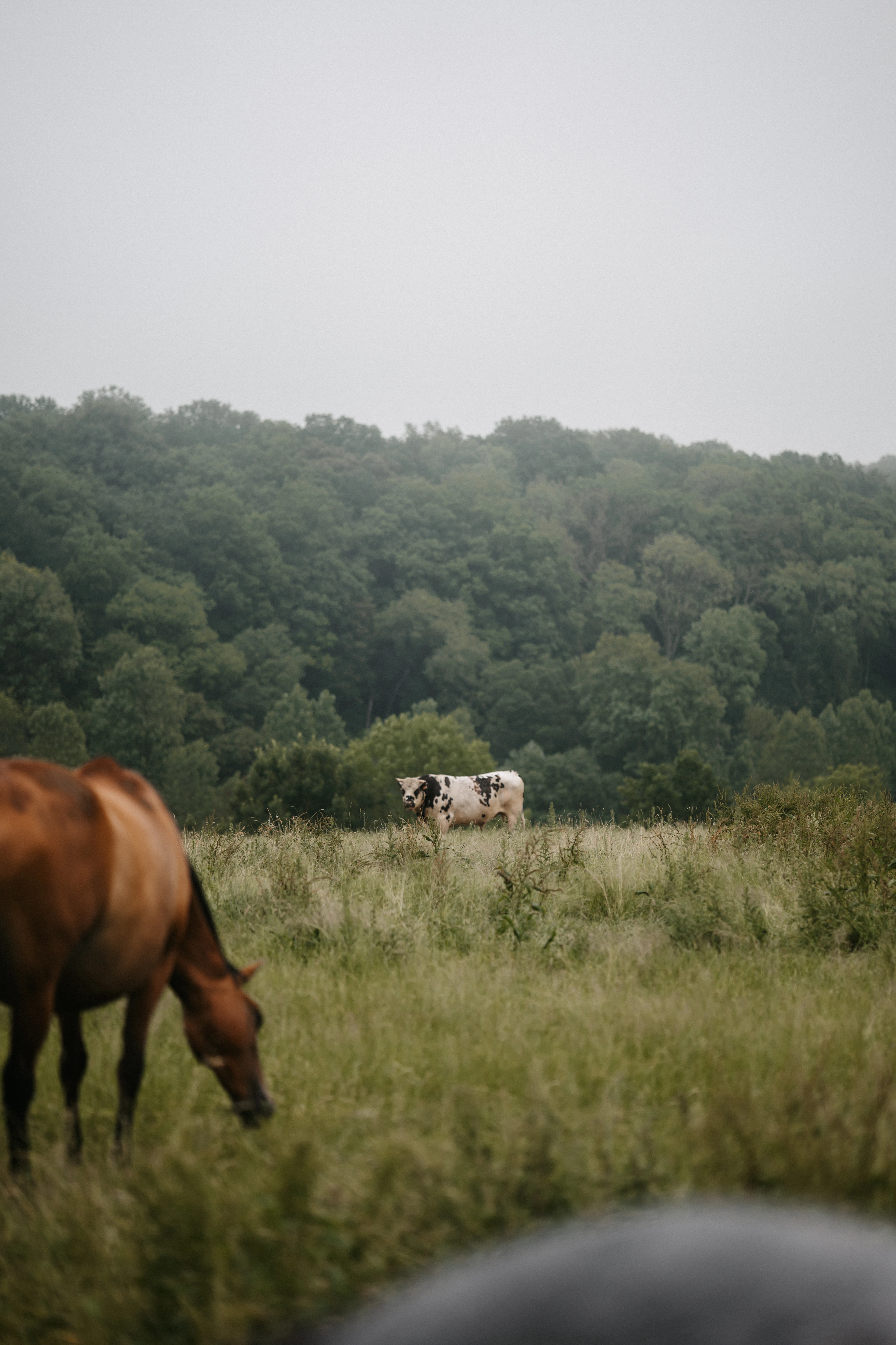 Vaches dans un pré verdoyant du bocage normand