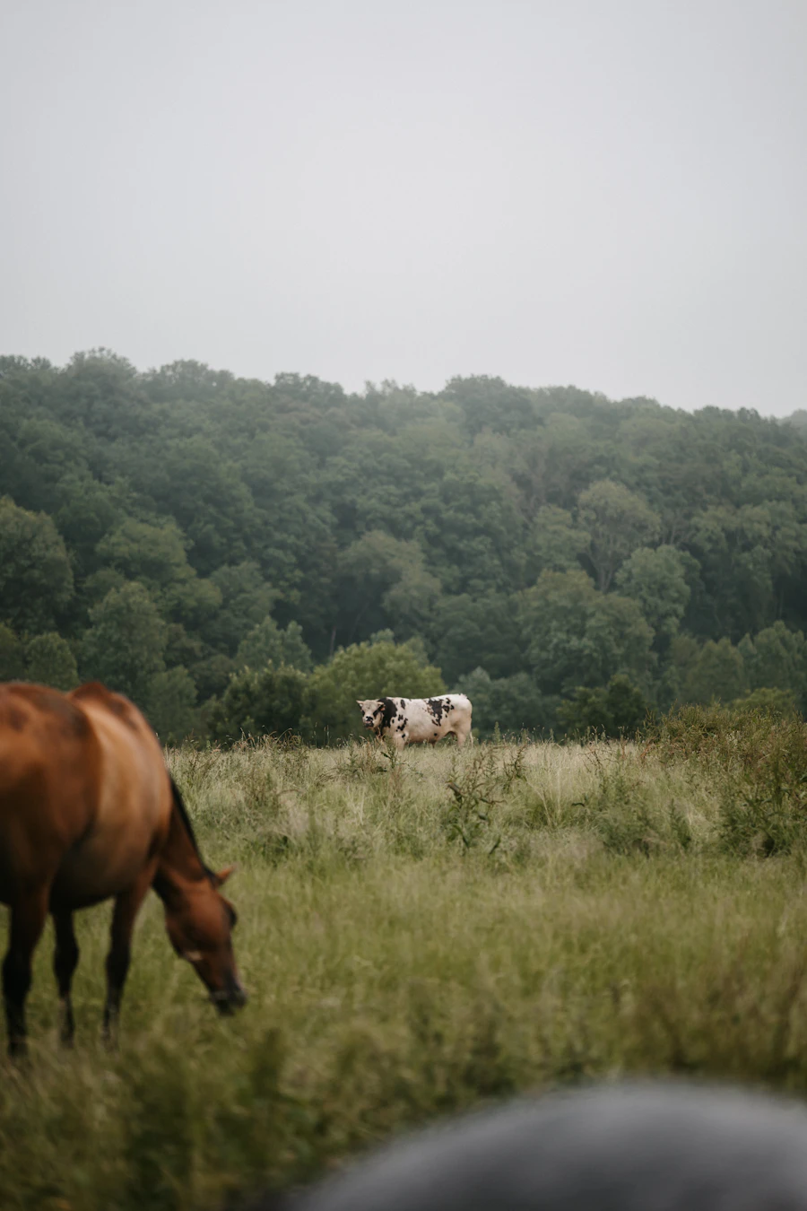 Dairy cattle grazing on lush green pasture