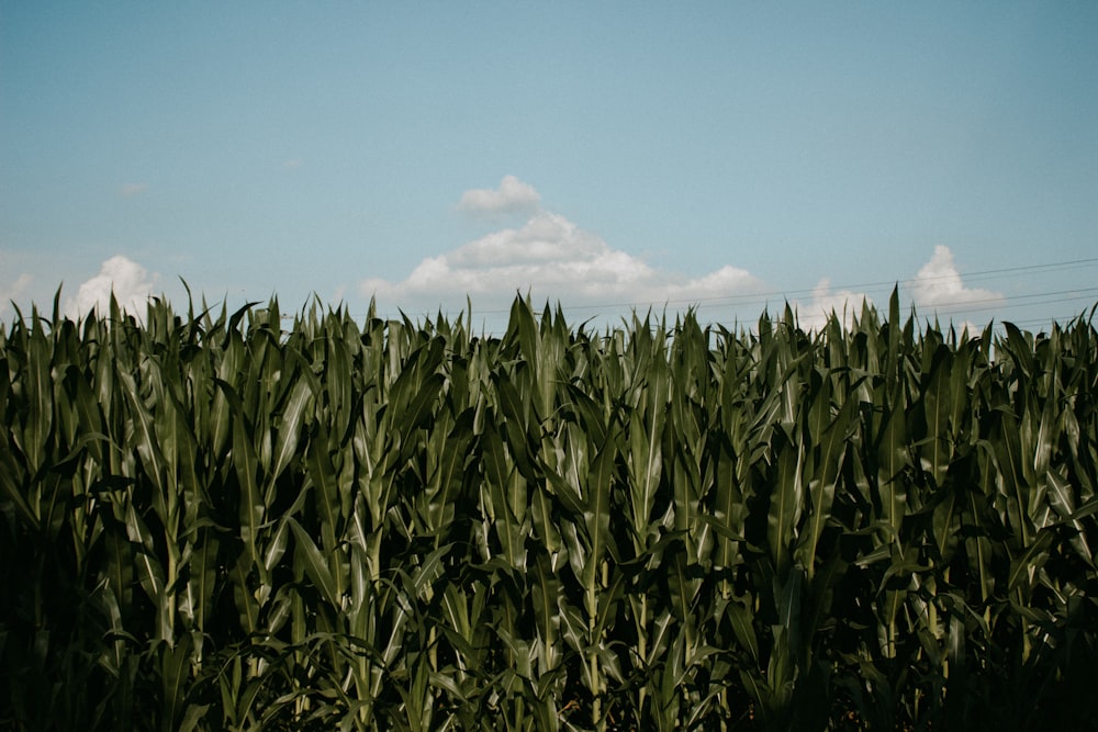 a field of green corn under a blue sky