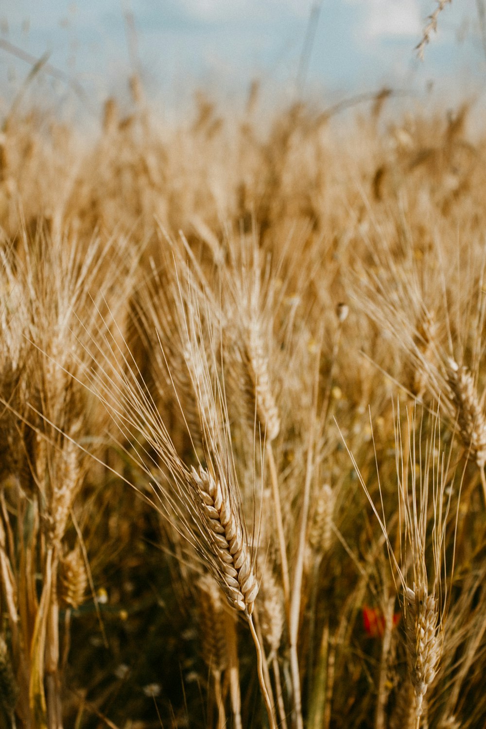 a close up of a field of wheat