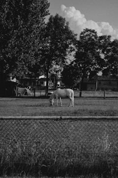 A horse grazes peacefully in a fenced pasture, surrounded by large trees and overshadowed by puffy clouds in the sky. The scene captures a rural setting with a rustic charm, featuring a backdrop of buildings and farm structures.