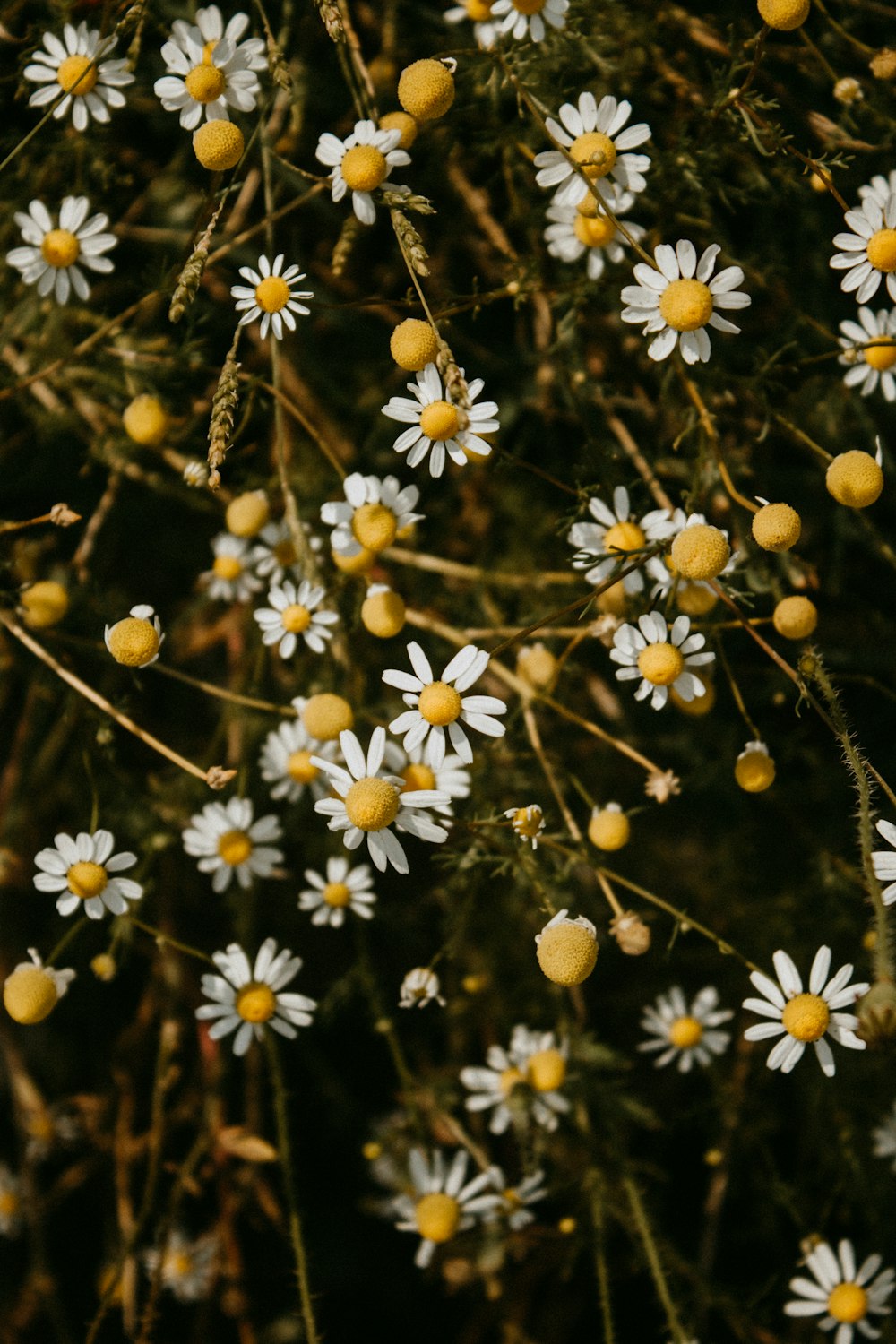 a bunch of white flowers with yellow centers