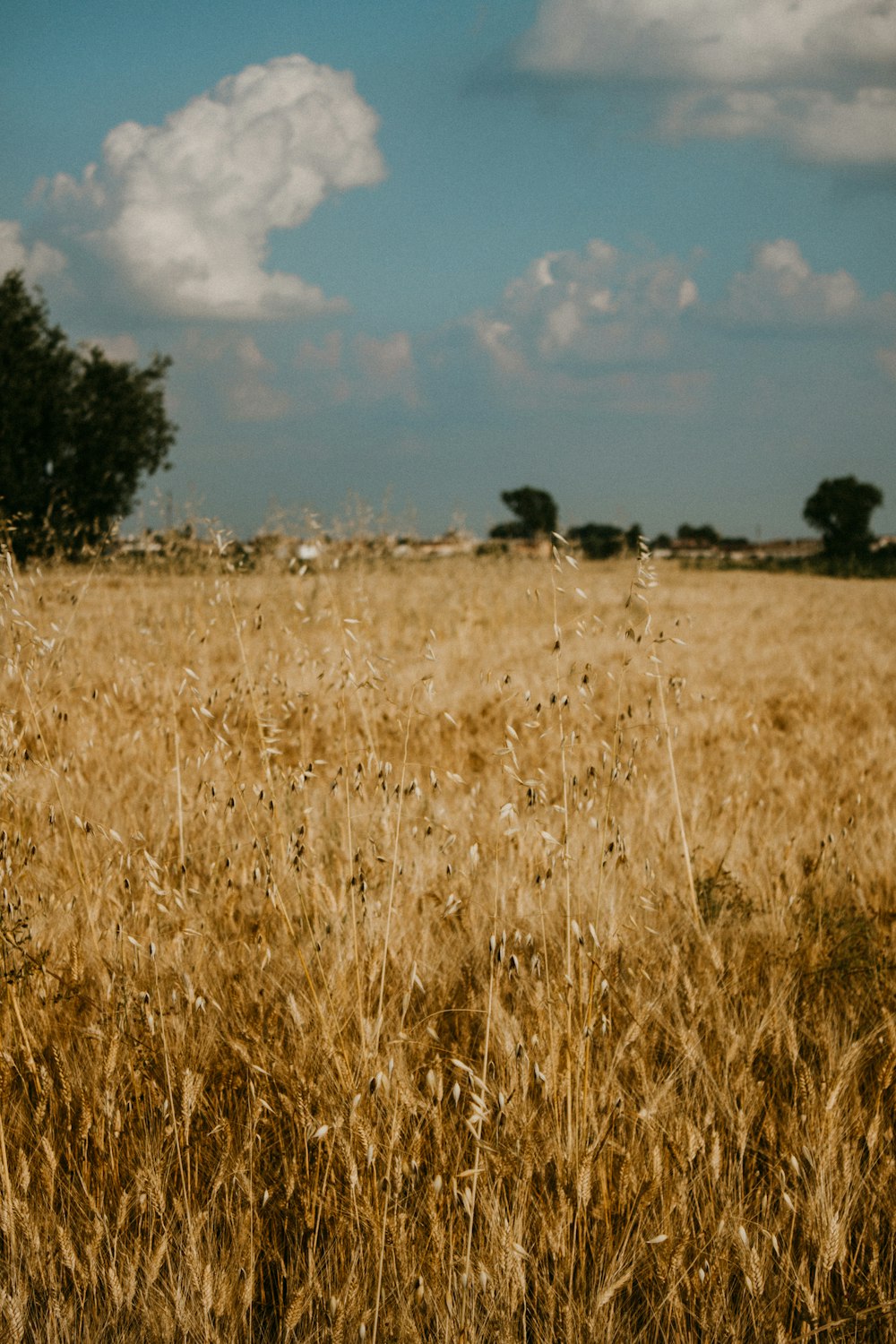 a field of tall grass under a cloudy blue sky