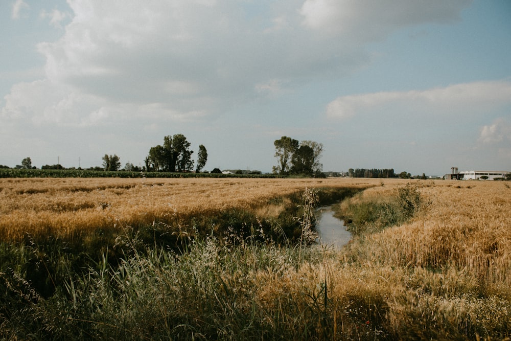 a grassy field with a stream running through it