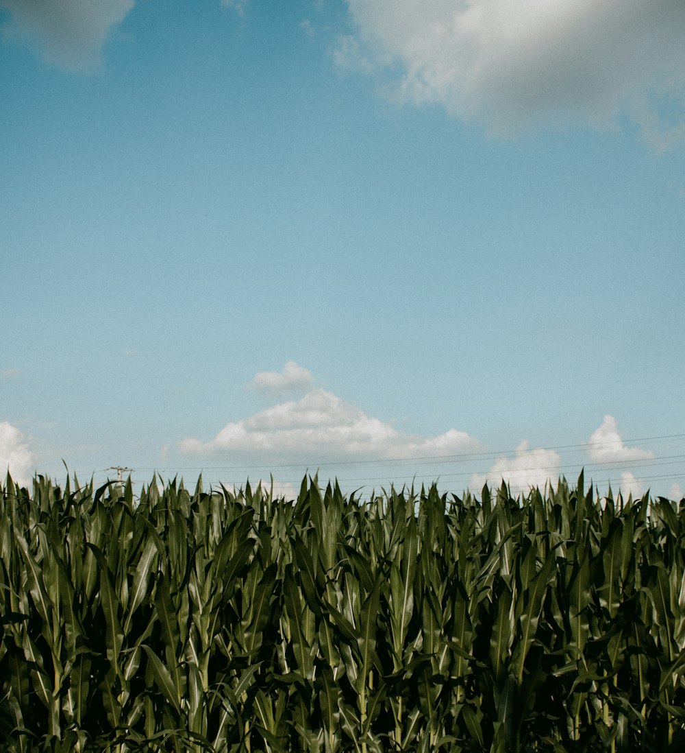 a field of corn under a cloudy blue sky