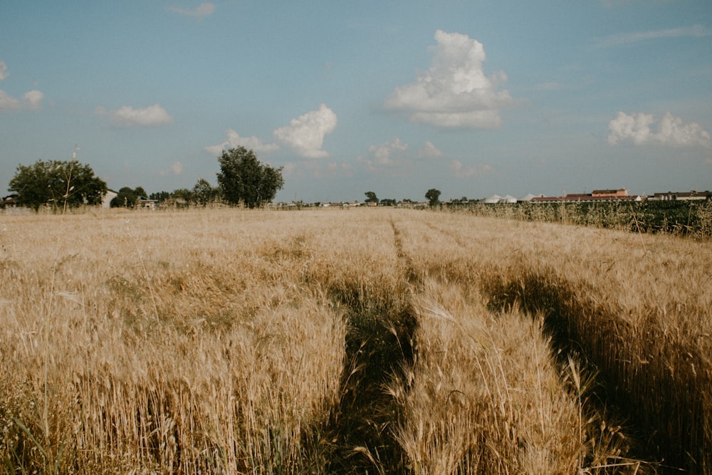a field of wheat with a train in the distance