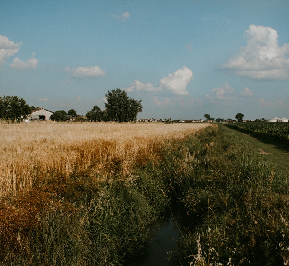 a grassy field with a stream running through it