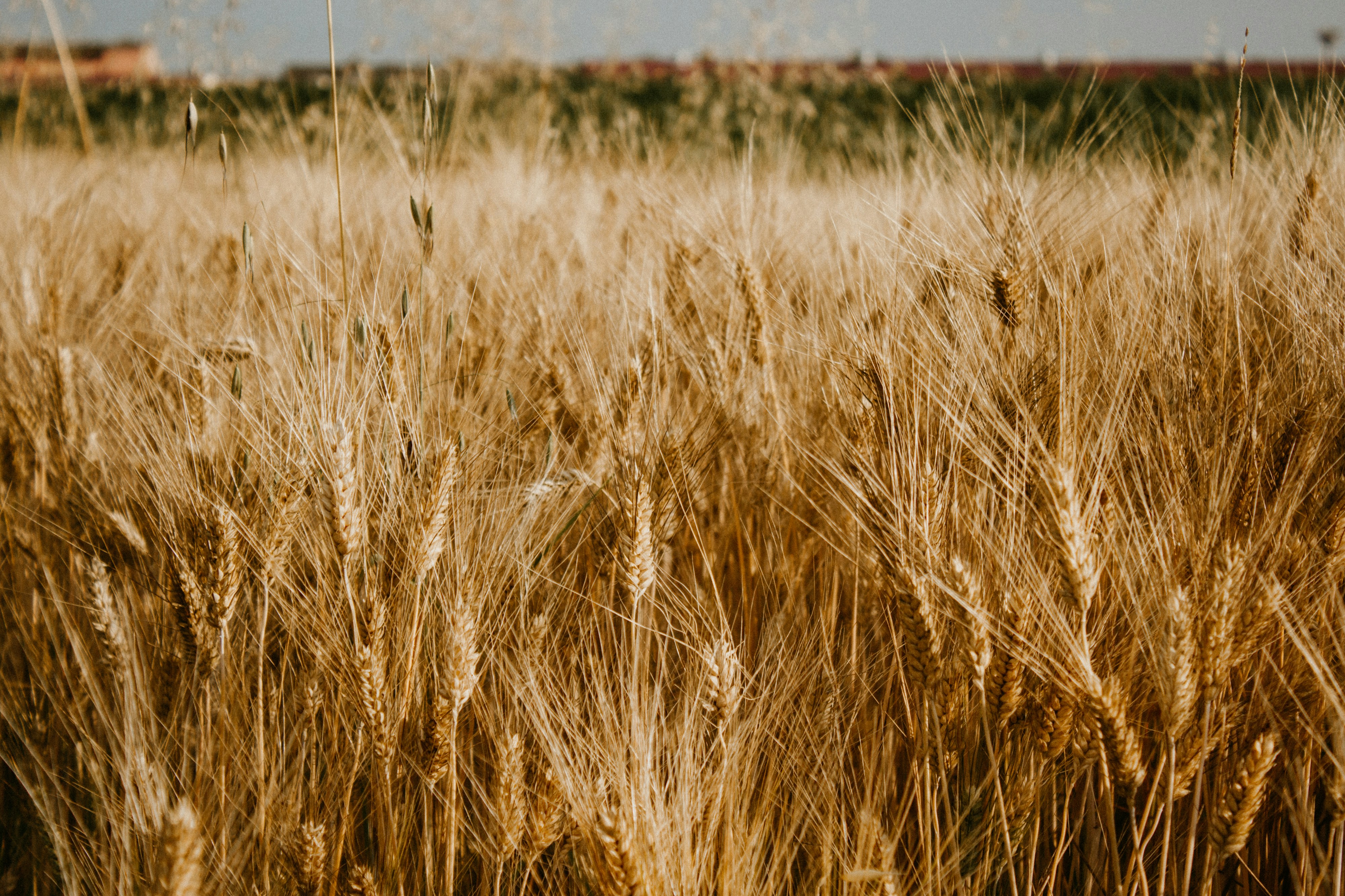 a field of ripe wheat ready to be harvested