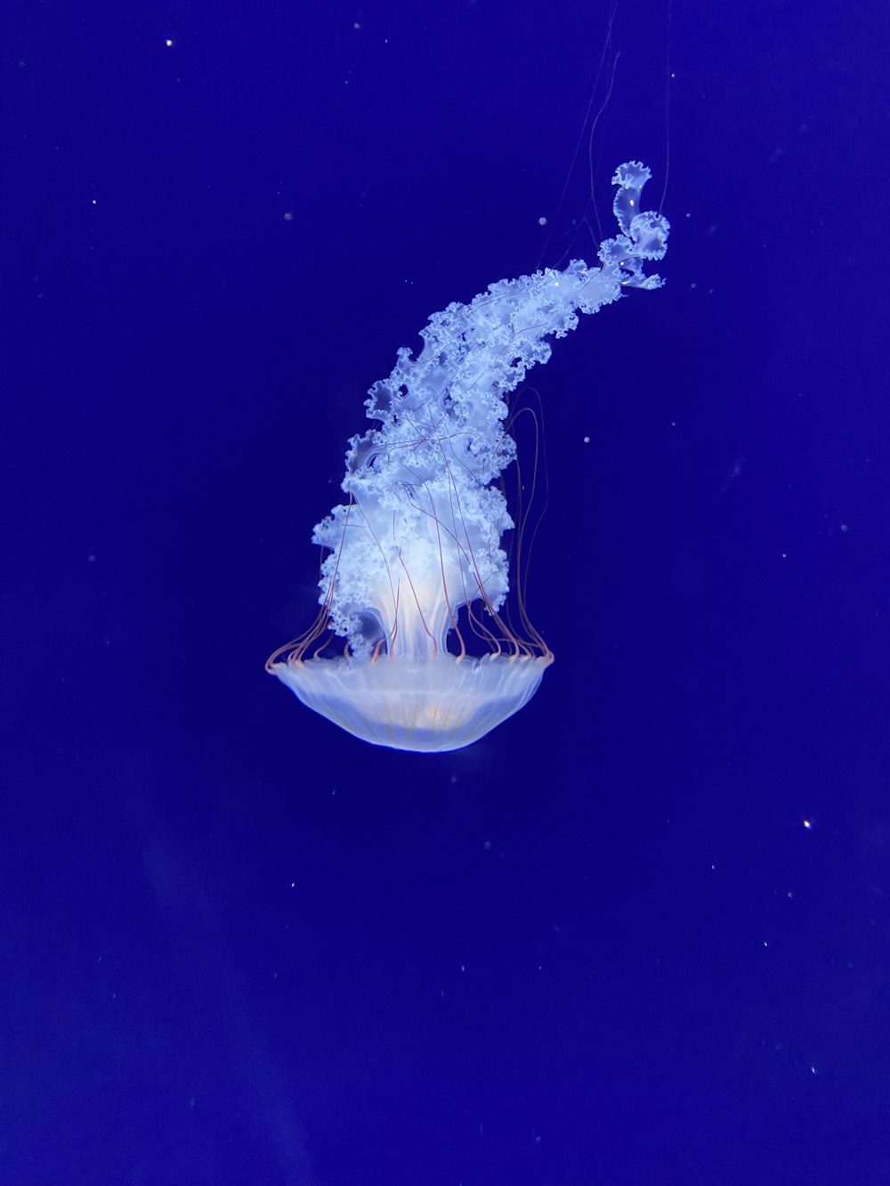 a white jellyfish floating in a deep blue ocean