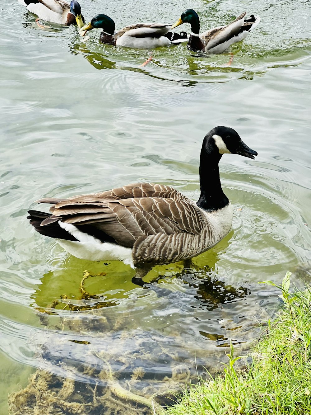 a group of ducks floating on top of a lake