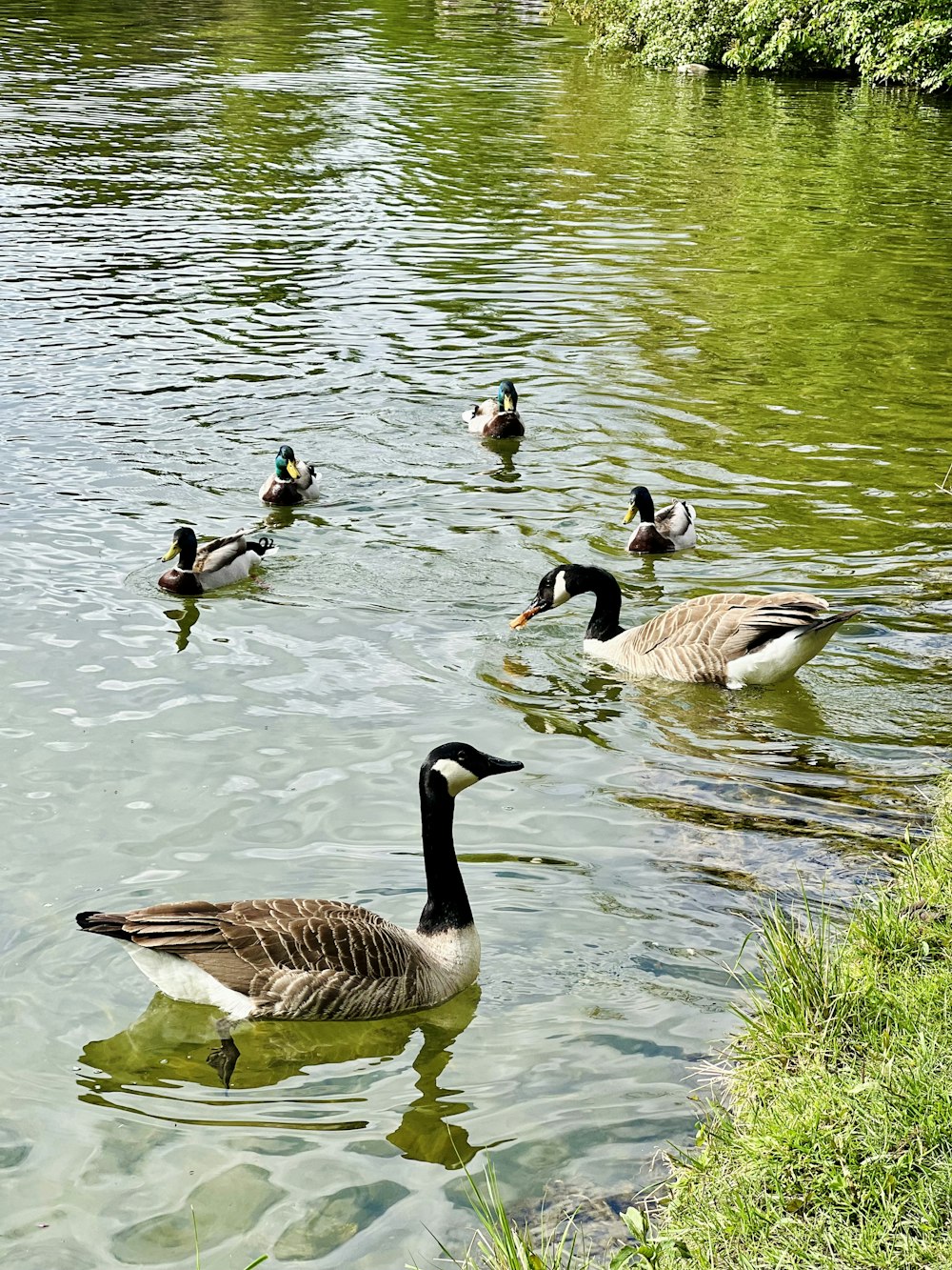 a flock of ducks floating on top of a lake