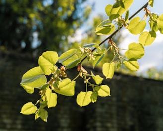 A serene close-up of a healthy oak tree branch with fresh green leaves glowing in sunlight.