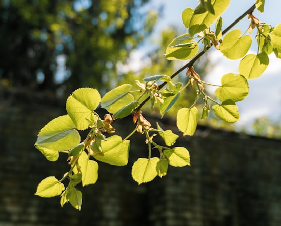 A serene close-up of a healthy oak tree branch with fresh green leaves glowing in sunlight.