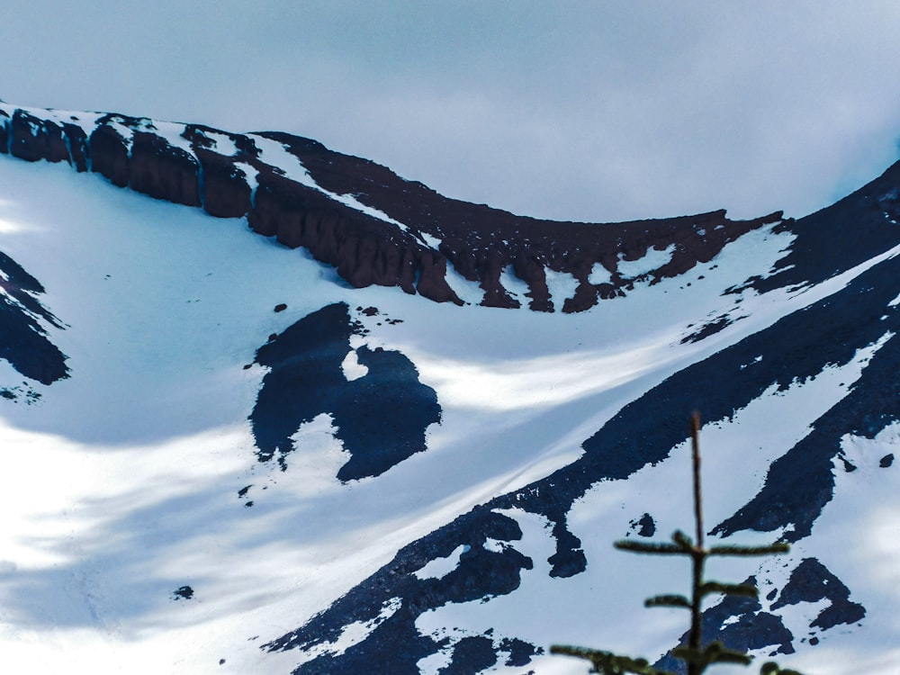 a snow covered mountain with a tree in the foreground