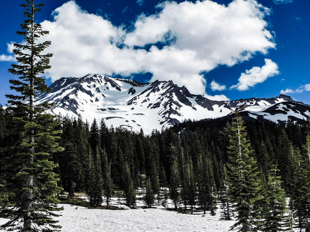 a snow covered mountain surrounded by pine trees