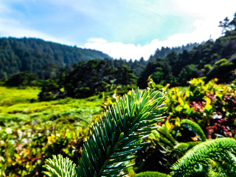 a close up of a pine tree in a field