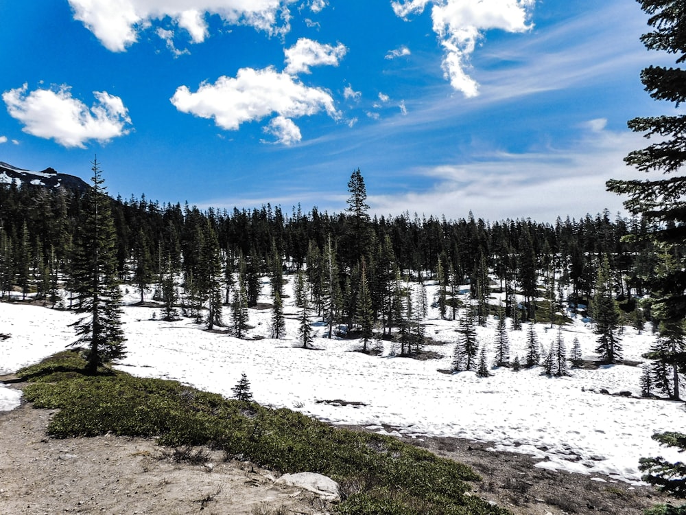 a snow covered field with trees and a blue sky